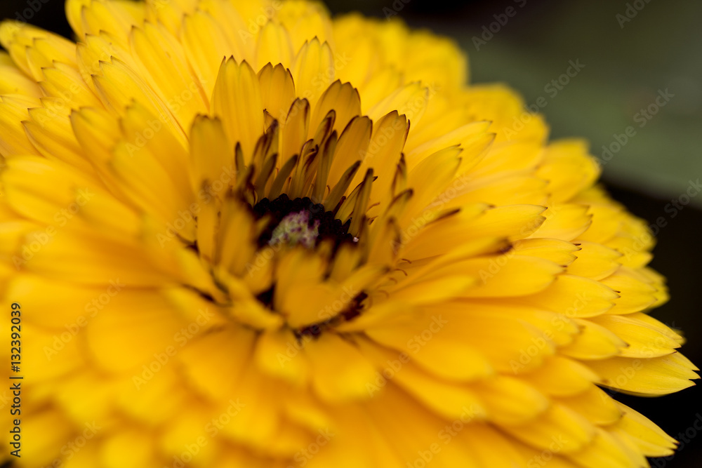 Poster Yellow Flower Macro