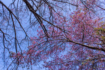 Wild Himalayan Cherry with sky