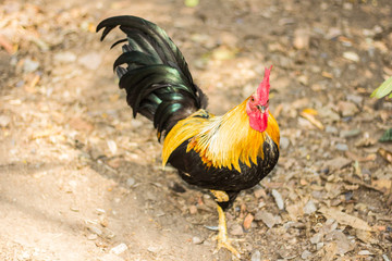 Thai Bantam Chicken, animal