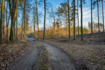 Winter or late autumnal forest