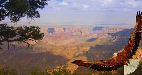 Eagle takes flight over Grand Canyon USA