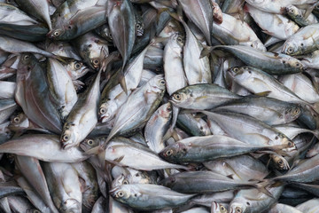 Fresh fish