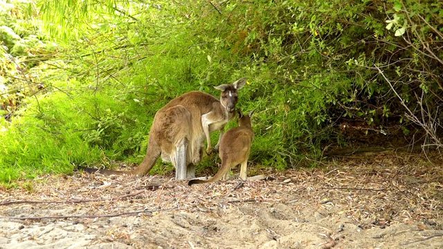 K&auml;nguru, Mutter mit Joey, Kangaroo im Busch, Westaustralien, Australien