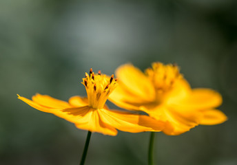 Beautiful two yellow cosmos flower, one against another, with out of focus background

