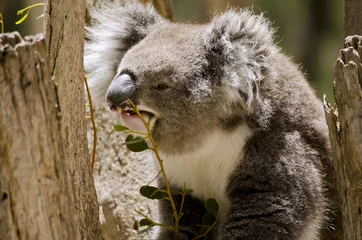 Crédence de cuisine en verre imprimé Koala koala