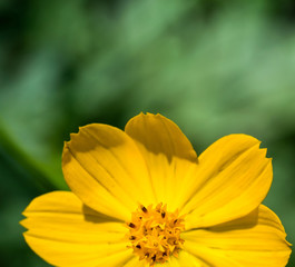 Beautiful yellow cosmos flower against light green color natural background

