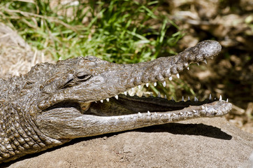 fresh water crocodile