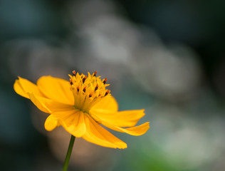 Beautiful yellow cosmos flower against muted color natural background

