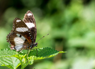 Fototapeta na wymiar Beautiful butterfly with brown wings and white bands resting on green leaf