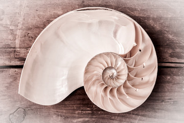 Obraz premium Chambered Nautilus