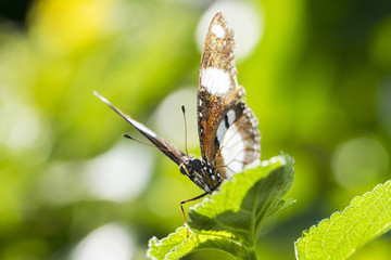 Beautiful butterfly resting on green leaf looking at the camera

