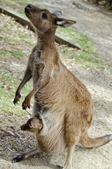 kangaroo with joey