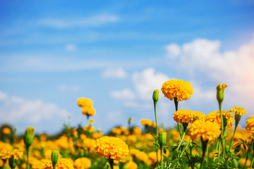 Fototapeta premium Orange marigolds with blue sky.