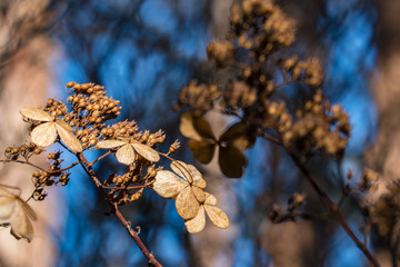 枯れた紫陽花