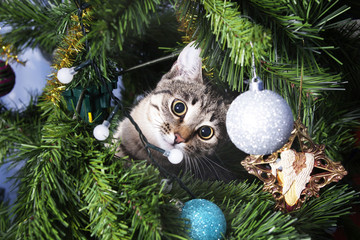 Obraz premium Cat on Christmas tree. Naughty kitten. New Year