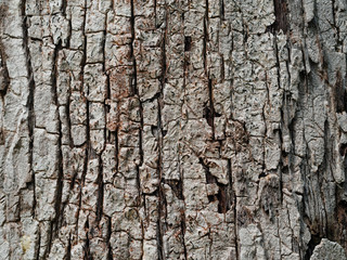 closeup of Tree Bark texture background