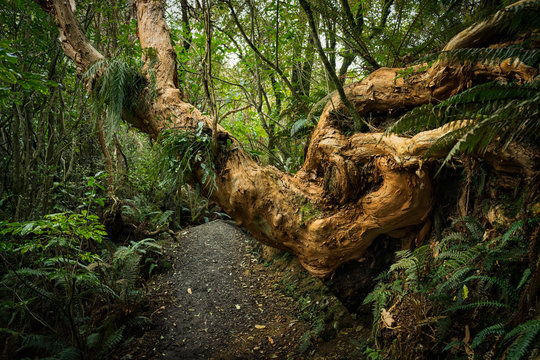 Fototapeta Sanders Falls Walk