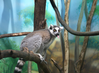 Lemur