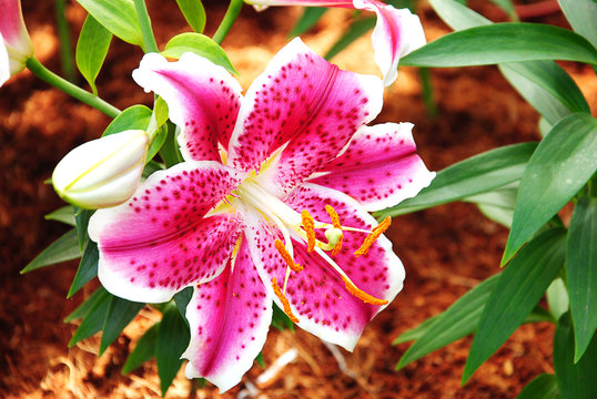  Lily