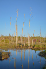 Reflecting dead trees in a blue sky and still pond