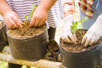 farmers are planted vegetables