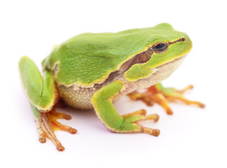 Green frog isolated.