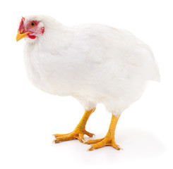 White hen isolated.