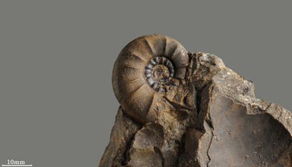  Ammonite - fossil mollusk which lived in the ancient sea 180 million years ago.