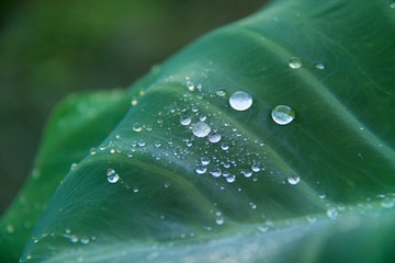 97 Dew Taro Wall Murals Canvas Prints Stickers Wallsheaven