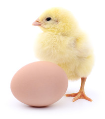 Fototapeta premium Chicken and egg.