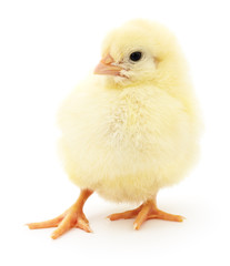 Small yellow chicken.