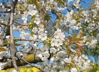 Blühender Kirschbaum, Prunus avium