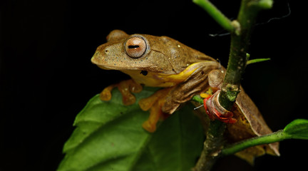 Beautiful Frog, Frog , Tree Frog, Tree frog on branch , Frog of