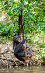 Wild juvenile Bonobo hanging from lianas and drink from pond. Natural habitat. The Bonobo ( Pan paniscus), called the pygmy chimpanzee. Democratic Republic of Congo. Africa