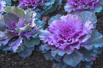 Purple Ornamental Cabbage plants in flower pot at Doi Angkhang r