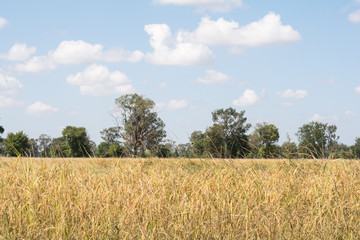 paddy field and sky cloud and tree