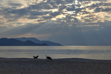 Stray dogs on the beach in the sunlight. Mediterranean Sea. Turkey. 