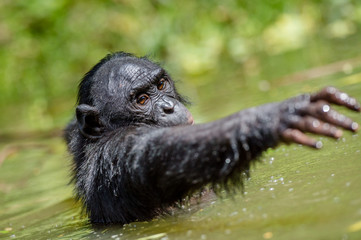 Bonobo in the water. Natural habitat. Green natural background. The Bonobo ( Pan paniscus), called the pygmy chimpanzee. Democratic Republic of Congo. Africa