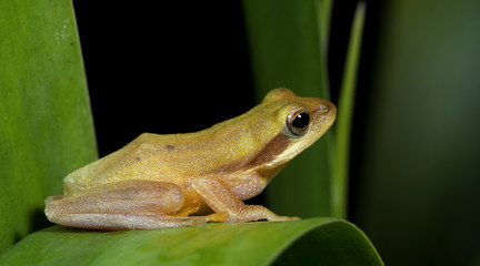 Beautiful Frog, Frog , Frog on green leaf , Frog of Thailand