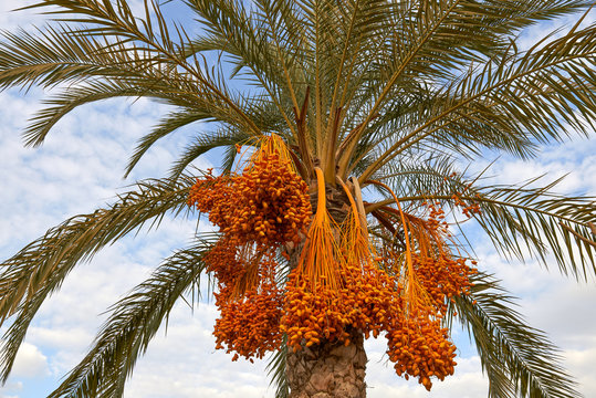 Date palm. Close-up photography.