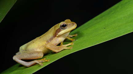 Beautiful Frog, Frog , Frog on green leaf , Frog of Thailand