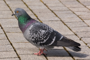 A Colorful Pigeon Looking into the Unknown