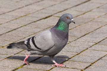 A Colorful Pigeon Marching Confidently on the Street