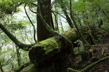 Moss covered ancient tree in primeval forest, Yakushima Island, natural World Heritage Site in Japan