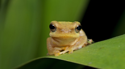 Beautiful Frog, Frog , Frog on green leaf , Frog of Thailand