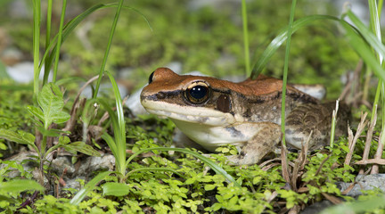 Beautiful Frog, Frog , Frog on grass , Frog of Thailand