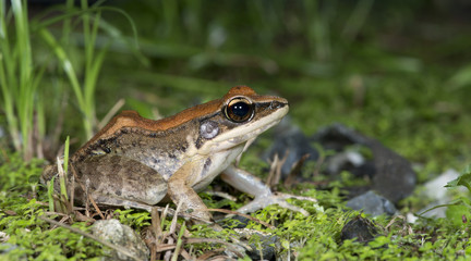 Beautiful Frog, Frog , Frog on grass , Frog of Thailand