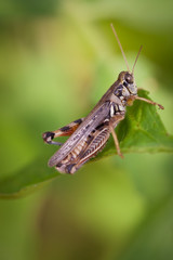 Grasshopper with shallow depth of field. Focus in on eye.