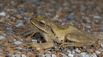 Beautiful Frog, Frog , Frog on sand , Frog of Thailand