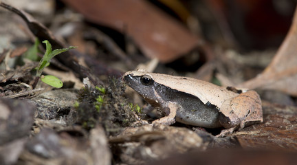 Beautiful Frog, Frog , Frog on sand , Frog of Thailand